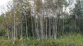 Birkenwäldchen im Moos