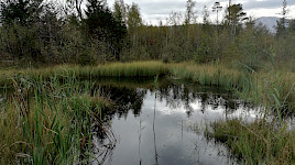 Moore sind wertvolle CO2-Speicher